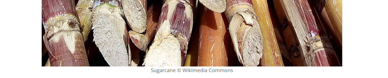 Credits voor foto van suikerriet aan Wikipedia